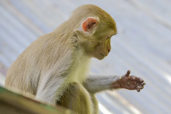 Singes dans la jungle — Photo