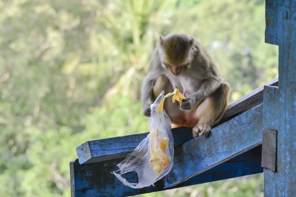 Singes dans la jungle — Photo