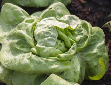 Bahçe içinde marul