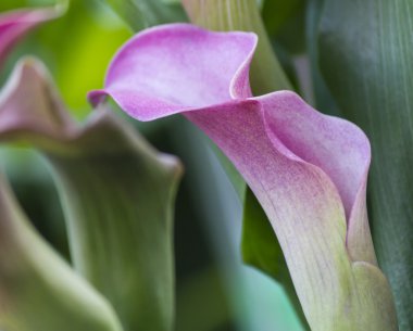 Calla lily bahçede