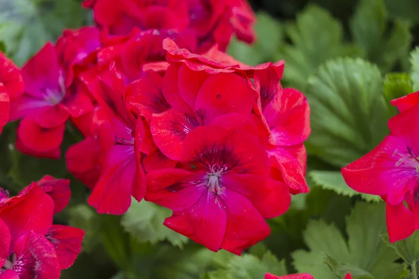 Geranien im Garten — Stockfoto