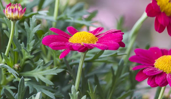 花园里的雏菊 — 图库照片