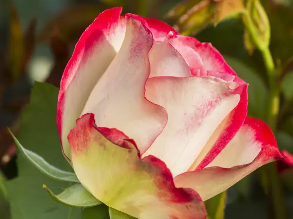 Roses in the garden — Stock Photo, Image