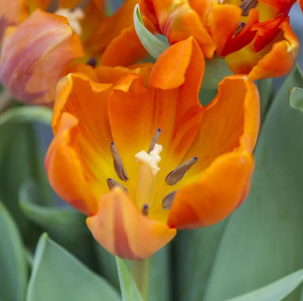 Tulipa no jardim — Fotografia de Stock