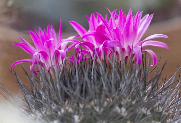 Succulent plant — Stock Photo, Image