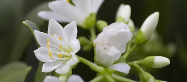 Blomma i trädgården — Stockfoto