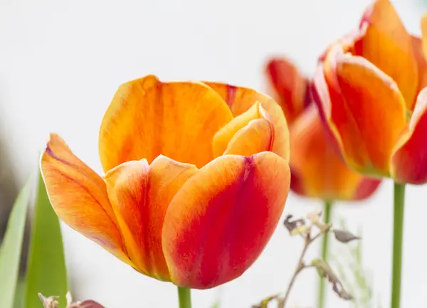 Tulipa no jardim — Fotografia de Stock