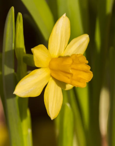 Narcisă galbenă — Fotografie, imagine de stoc