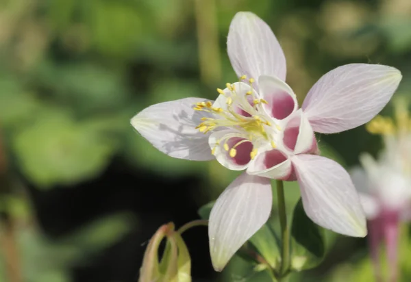 Blomma i trädgården — Stockfoto