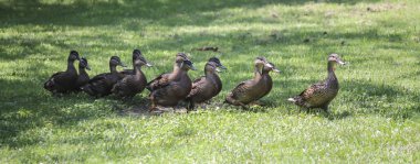 üst üste göl kenarında ördek