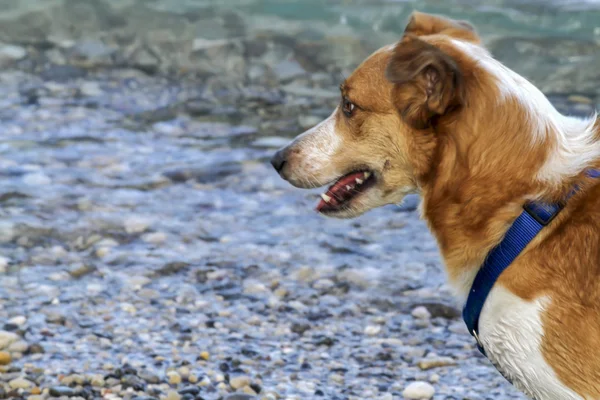 Pies w jeziorze — Zdjęcie stockowe