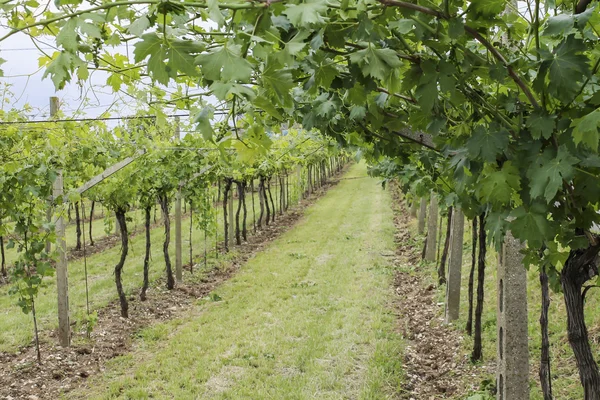 Reben und Weinberge — Stockfoto