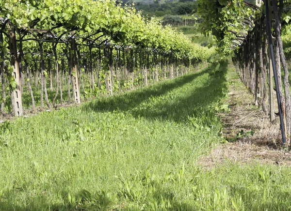 Reben und Weinberge — Stockfoto