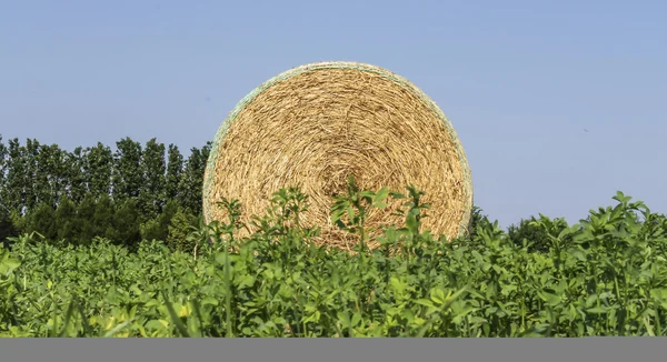 Feno no campo — Fotografia de Stock