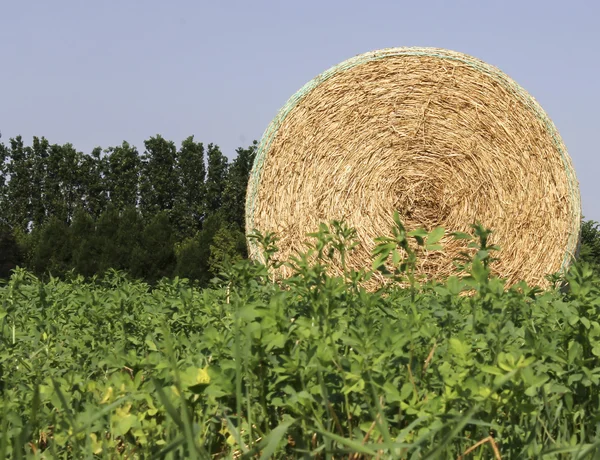 Hay in the countryside — Stock Photo, Image