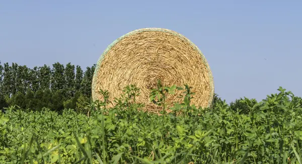 Hay in the countryside — Stock Photo, Image