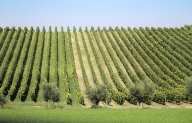 vineyard peyzaj
