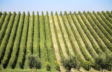 vineyard peyzaj