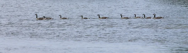 Утка в ряд на озере — стоковое фото