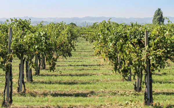 Пейзаж виноградника — стоковое фото