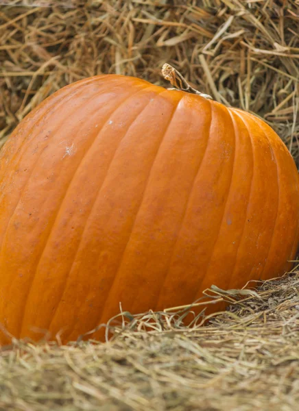 Pumpa i höst — Stockfoto