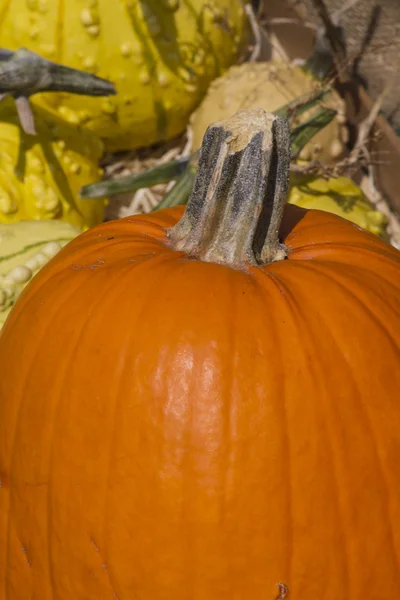 秋のカボチャ — ストック写真