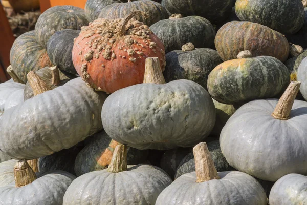 Pompoen in de herfst — Stockfoto