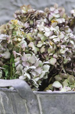 kurutulmuş ortancaları buket