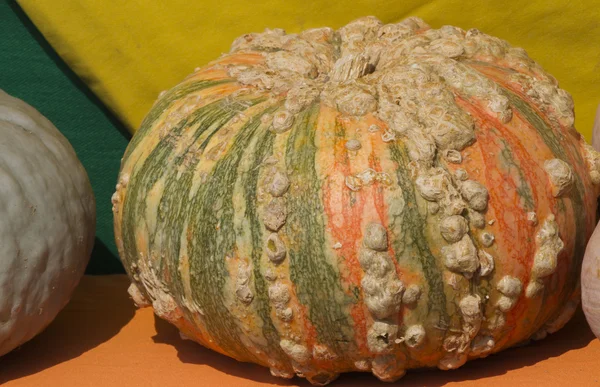 Pompoen in de herfst — Stockfoto