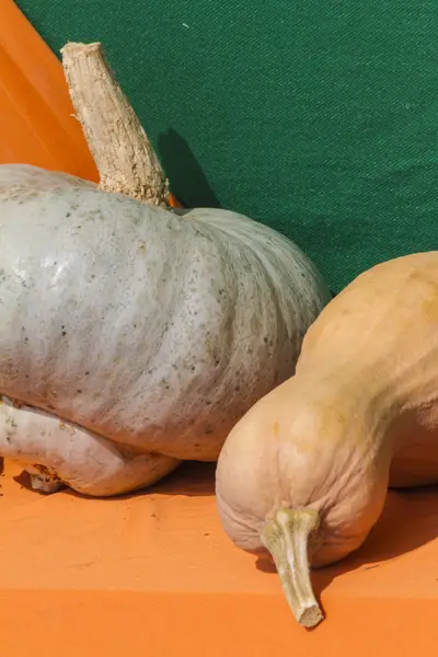 Pumpkin in autumn — Stock Photo, Image