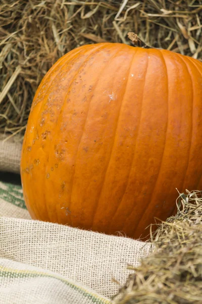 Zucca in autunno — Foto Stock