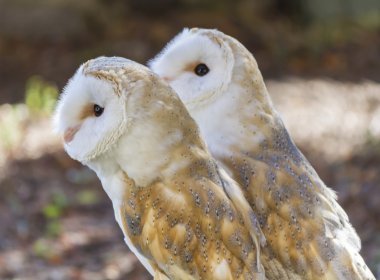 iki baykuş arkadaşlar