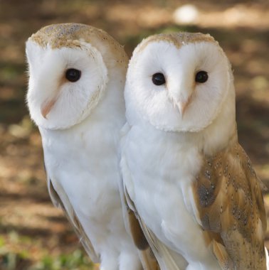 iki baykuş arkadaşlar