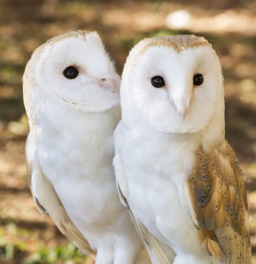 iki baykuş arkadaşlar