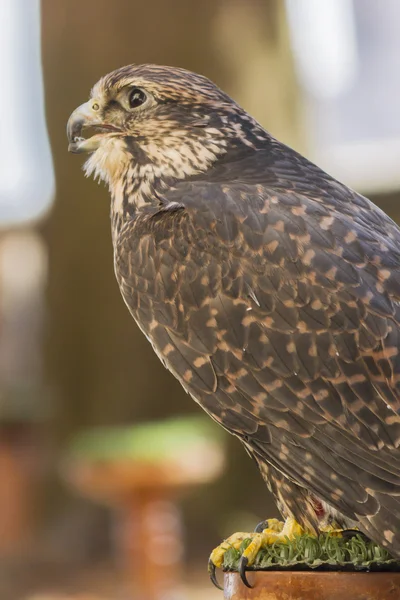 Royal falcon — Stock Photo, Image