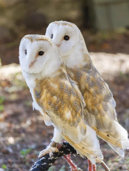 Twee uilen vrienden — Stockfoto