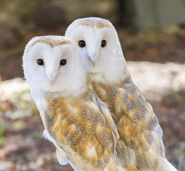 Dos búhos amigos — Foto de Stock