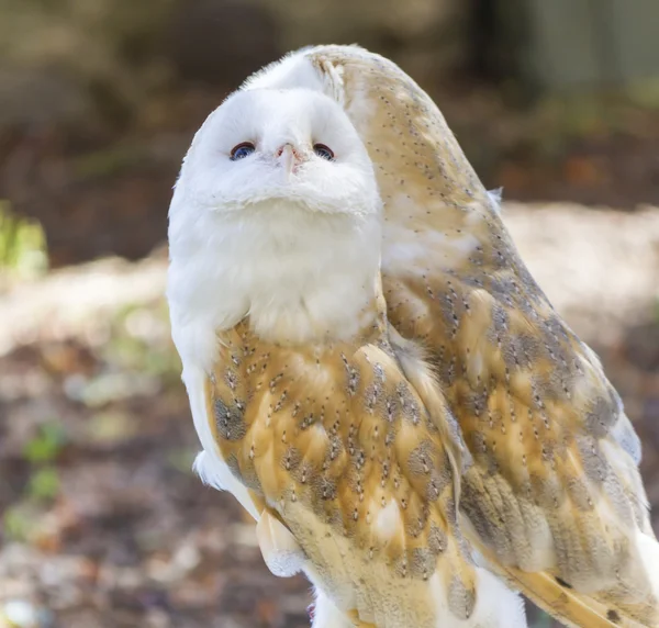 Dua owls teman — Stok Foto