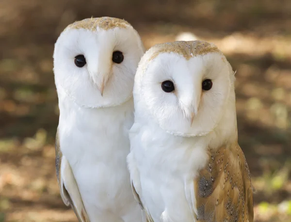 Two owls friends — Stock Photo, Image
