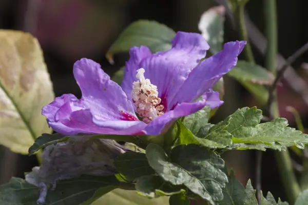 Hibiscus в саду — стоковое фото