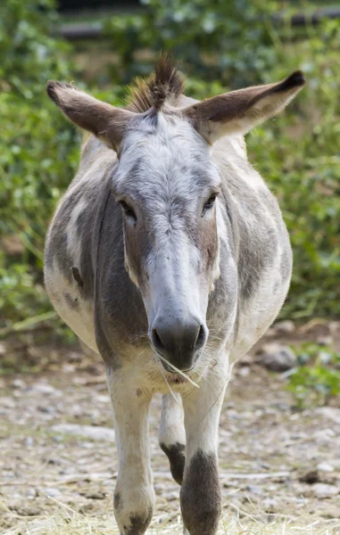 Ezel op de boerderij — Stockfoto