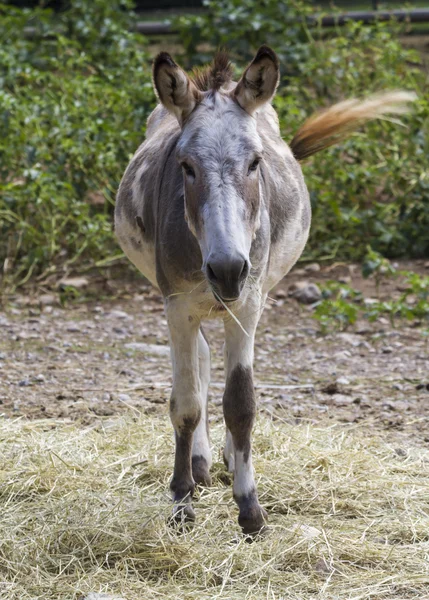 Burro en la granja — Foto de Stock