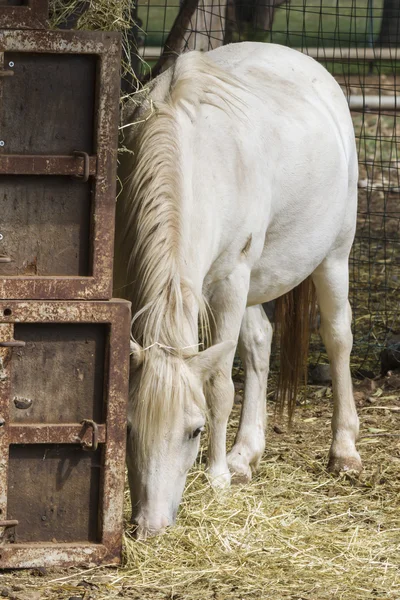 Âne à la ferme — Photo