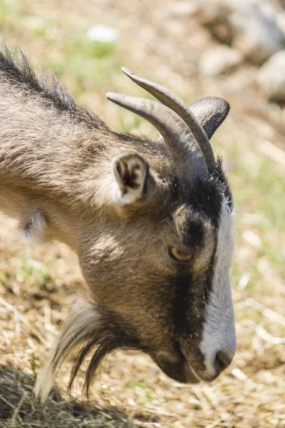 Geit op de boerderij — Stockfoto