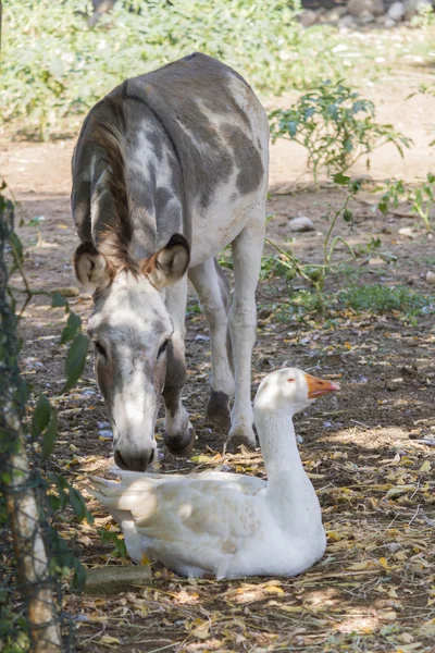 Culo y ganso en la granja — Foto de Stock