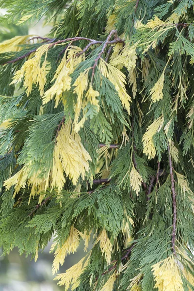 Leaves on tree in the garden — Stock Photo, Image