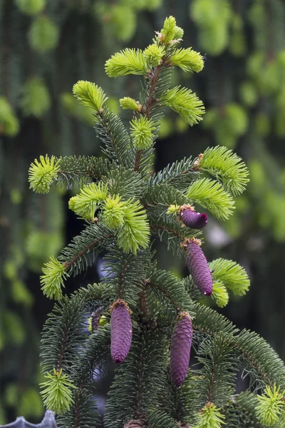 Pine bladeren op takken — Stockfoto