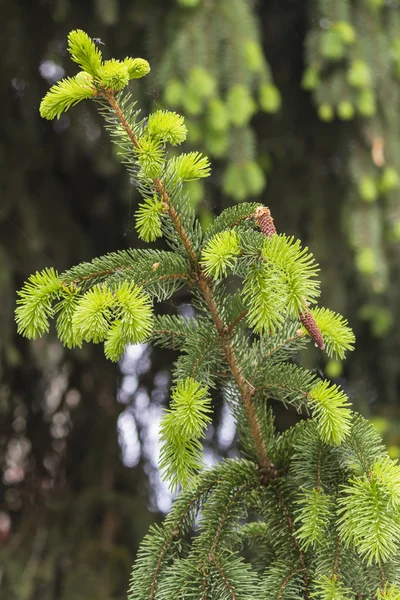 Pine bladeren op takken — Stockfoto