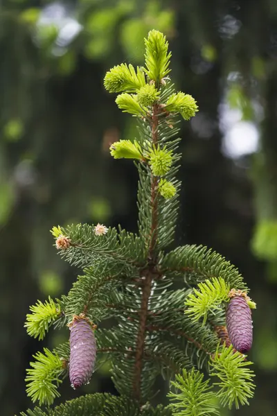 Feuilles de pin sur les branches — Photo