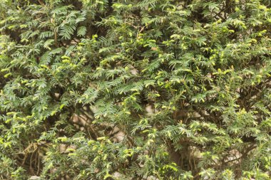 Bahçedeki ağaç yapraklar